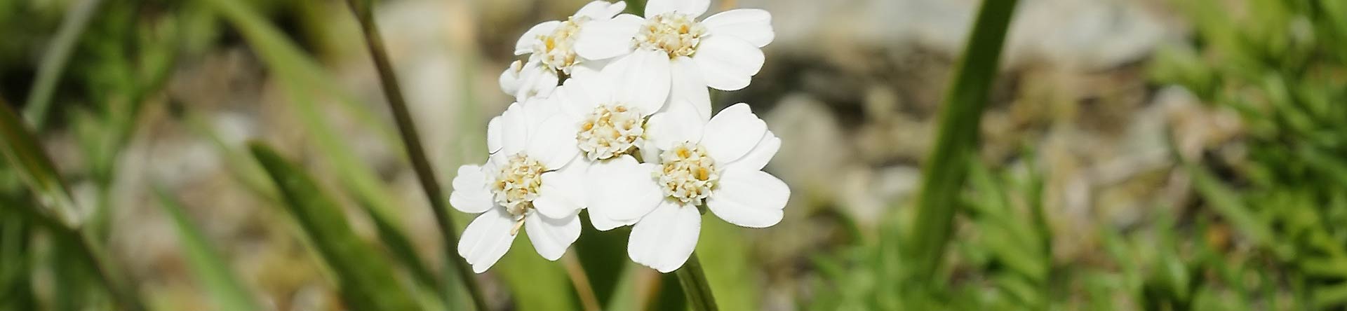 Achillea della Val Maira - Liquore di Achillea 