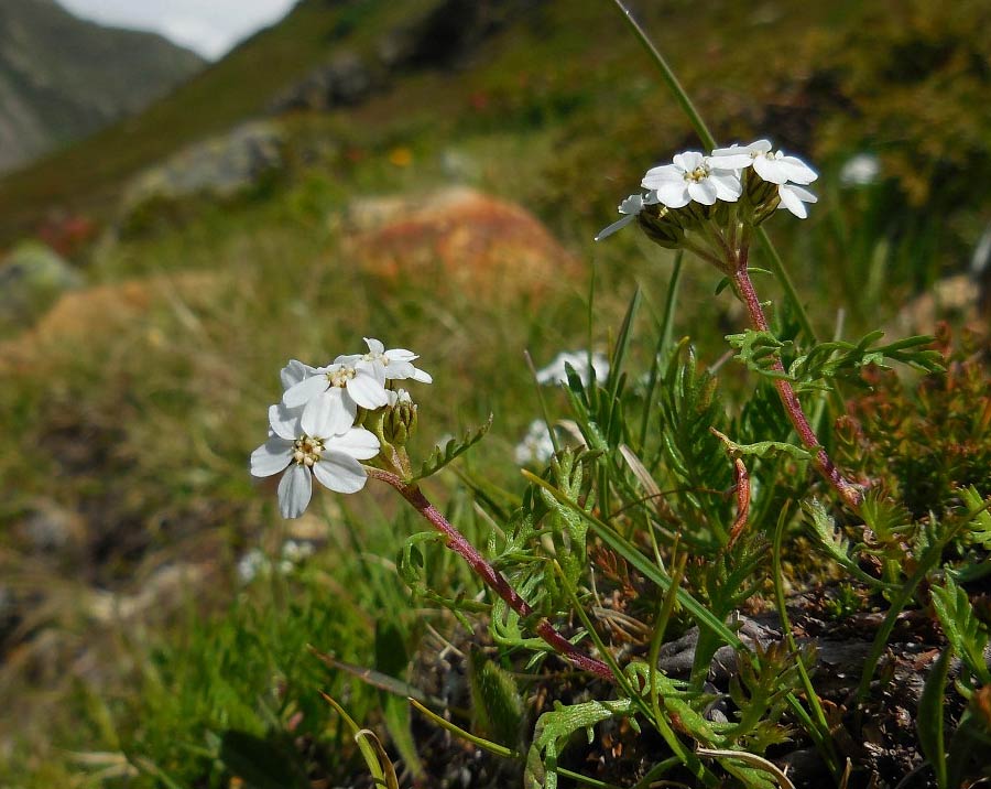 Achillea proprietà e utilizzo