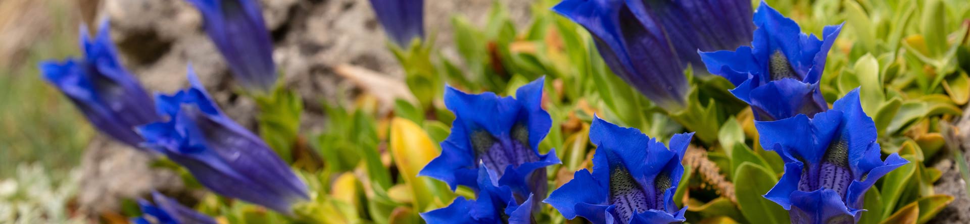 Genziana della Val Maira - Liquore di Genzianella 