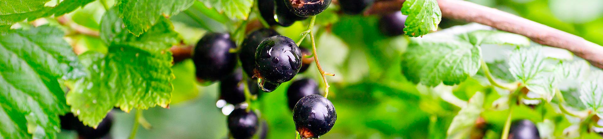 Cassis della Val Maira - Liquore di cassis 