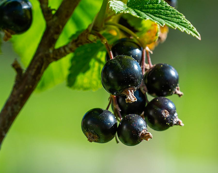 la raccolta di cassis per i nostri liquori