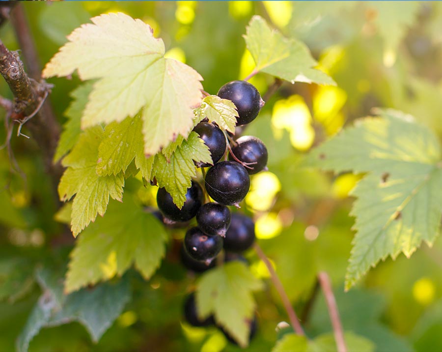 cassis liquore delicato dalle proprietà digestive